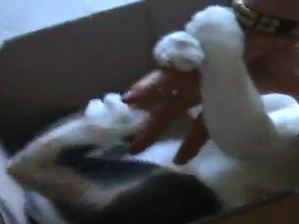 Chat sauvage