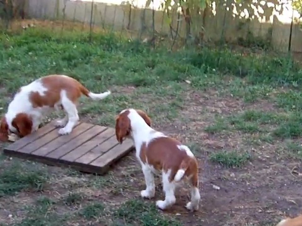 chiots welsh springer de 2 mois
