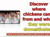 raising chickens backyard - raising chickens for profit