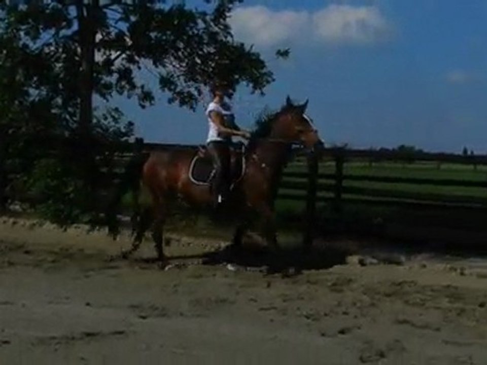 Saut 75cm avec Queen