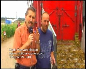 Mutlular  Macaristan Büyükbaş Damızlık Hayvan İthalatı www.mutlular-gonen.com