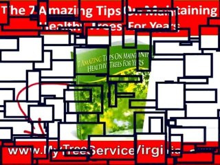 Trees Harrisonburg VA||Bugs|Emerald Ash Borer