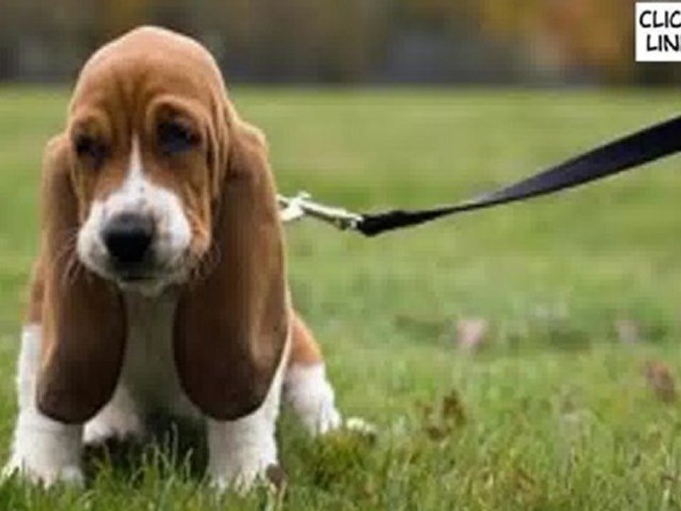 Puppy Traing 101 - Check out the Top Puppy Traing System Online - Traing a dog!