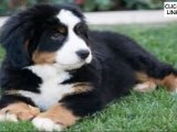 About Dog Training - How to train a Puppy Quickly