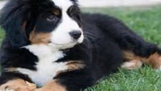 About Dog Training - How to train a Puppy Quickly