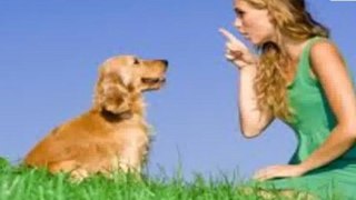These techniques have been proven to work for 217,476 dog owners worldwide!