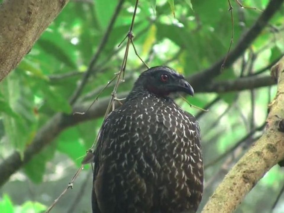 Brésil terrain exotique 19 juillet 2/2