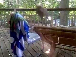 Eichhörnchen will durch das Glas springen Fail