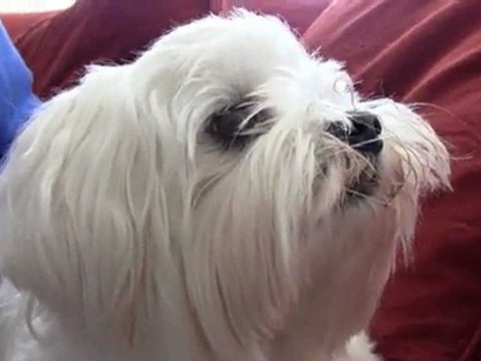 cachou