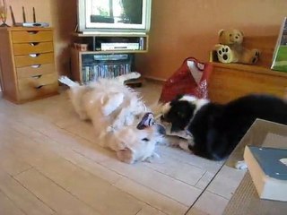 Luna joue avec Benji