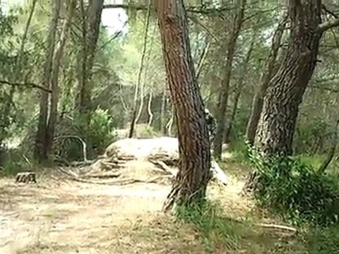 normann au champs de bosse