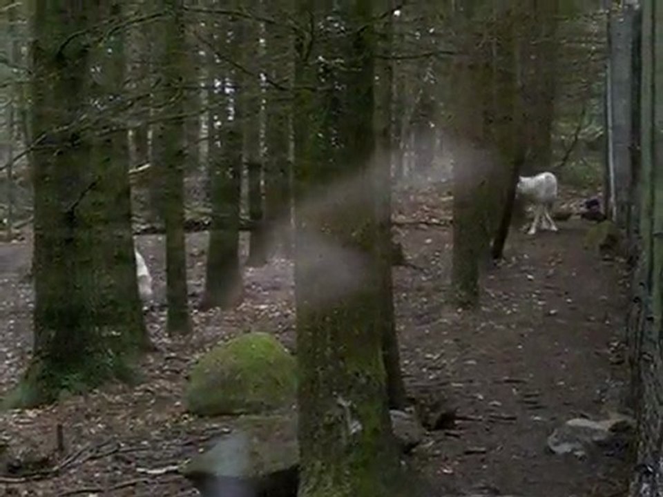loups blancs