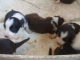 chiots Bearded 18 jours 001