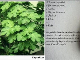 Dudak tiryakisi-Onur Duygulu