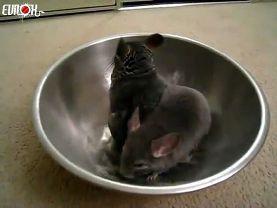 EVILOX_chinchillas-se-roulent-dans-gamelle