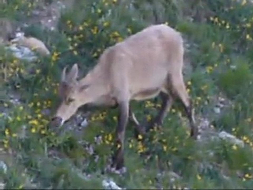 Les Chamois et les Marmottes depuis le Glandasse