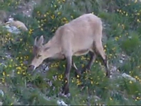 Les Chamois et les Marmottes depuis le Glandasse