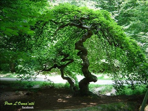 {1/2} Roqiya Sharyia -Cheikh Al-shuraim-Kitab Wa Sounnah