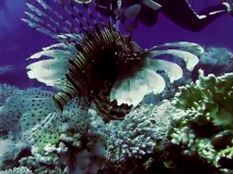 plongee Safaga Mai 2011 745