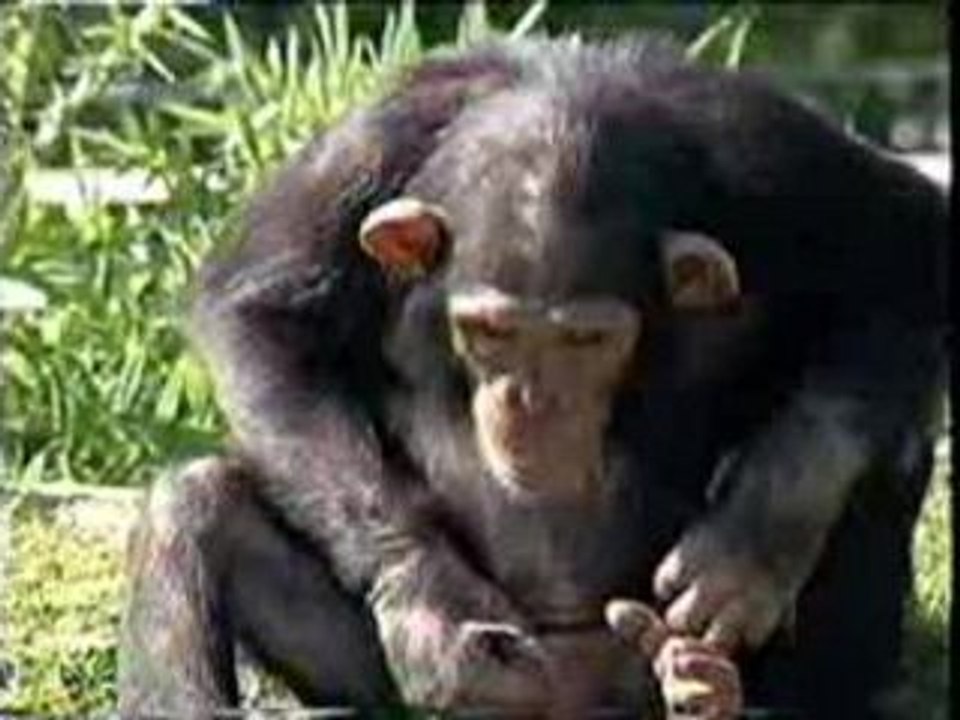 Un singe qui se ressource a sa façon !