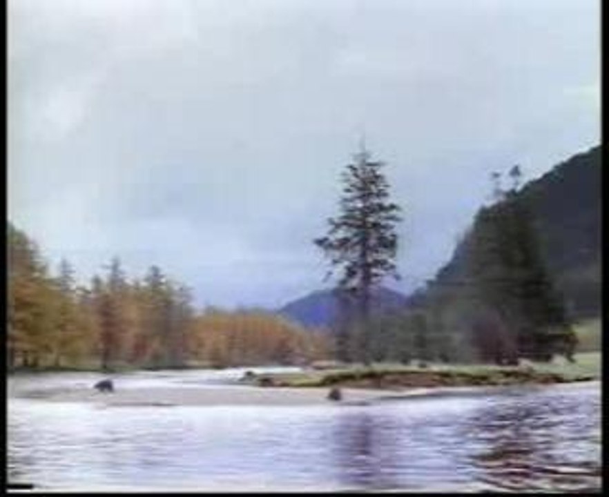 Attaqué par un ours !