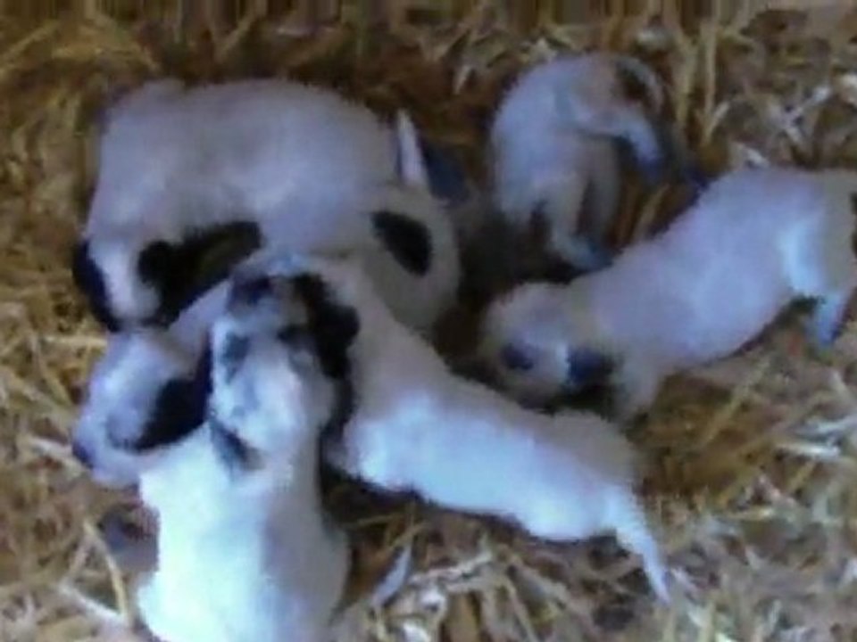 Chiots de Brindille du Clos Maldav et de Valic des Plaines grises, 3 semaines !