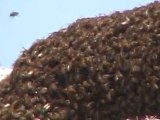 essaim d'abeilles sur UN ROCHER. la plage de kerlouan- bretagne........