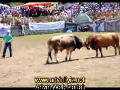 Artvin Kafkasör Boğa Güreşleri 2011- artvinliyiz.net