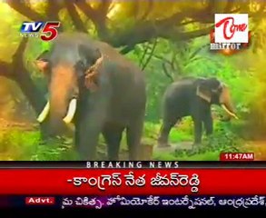 Daily Mirror - First Copenhagen Amusement park theme park in 1583 @ Denmark - part 2