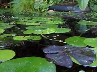 TOAD & FROG II - FREE BONUS VIDEO!