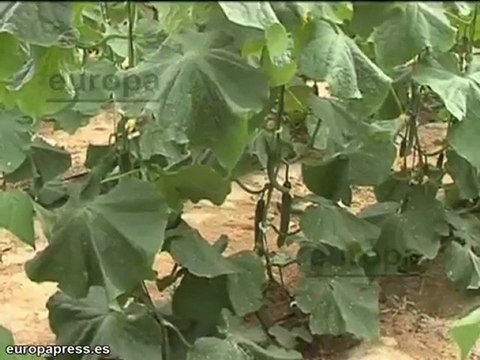 Consejera de Agricultura prueba los pepinos