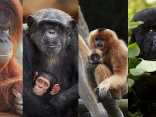 Lancement de la campagne grands singes