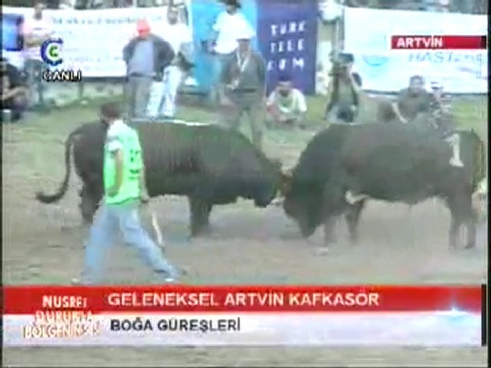 Kafkasör Boğa Güreşleri 2011- Başaltı Final Güreşi Video