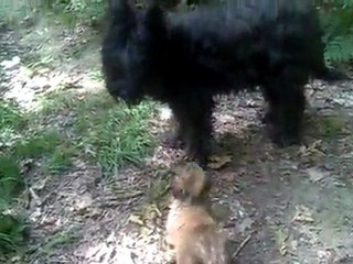 chiots en balade