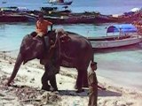 Travail élephants  îles andaman - Havelock