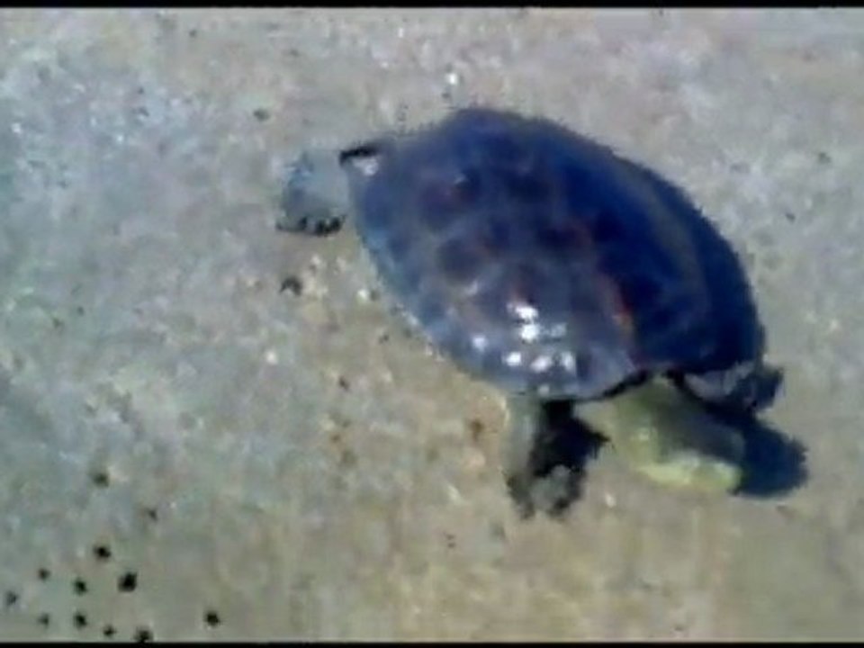 Barcelona Tortuga HD turtle