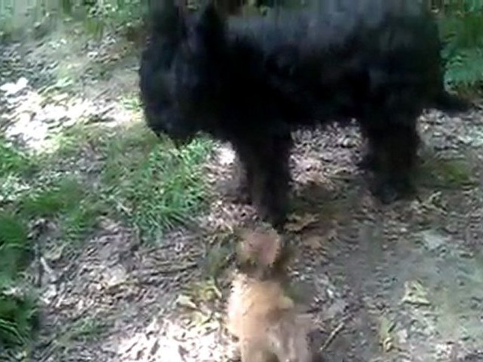 les chiots