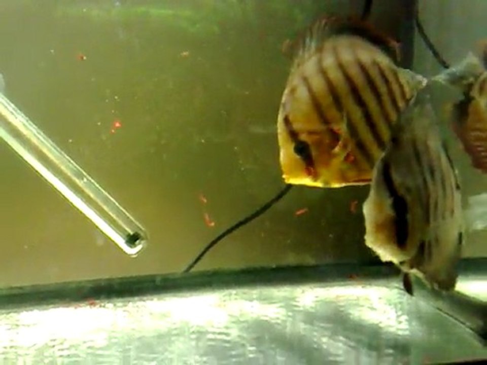 Jour 2 Hôpital 80L Repas 1