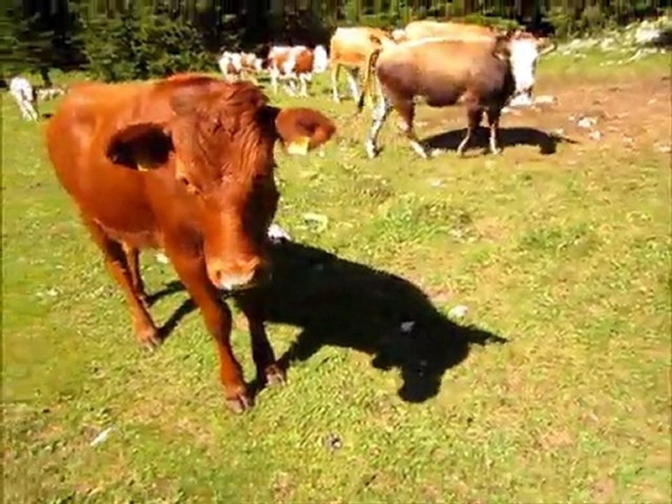 Jura Juillet 2011