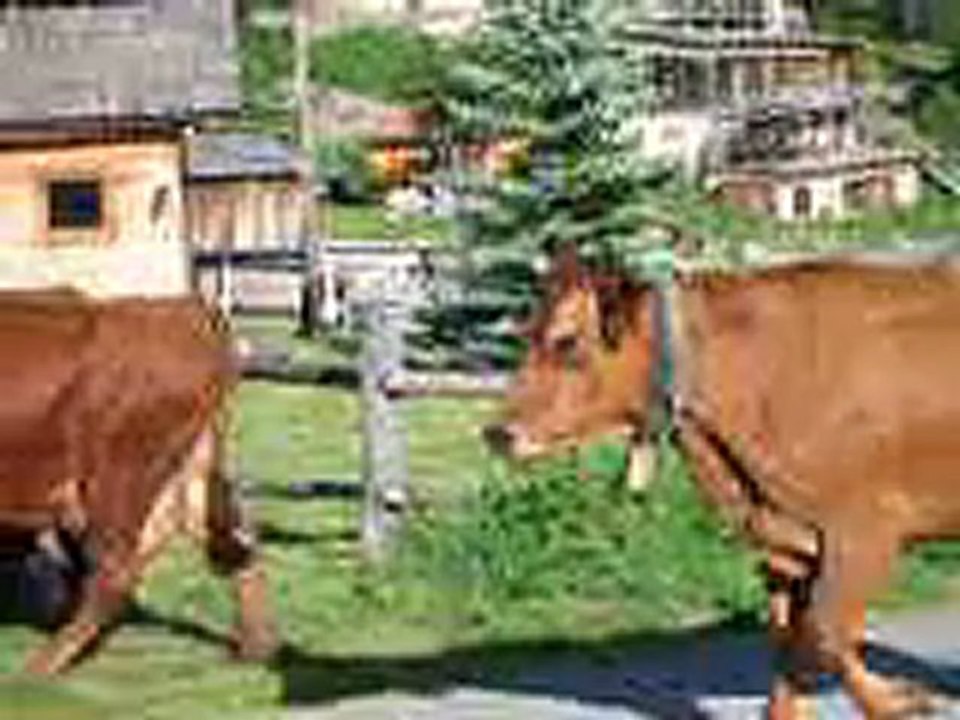 Le retour  des vaches le soir !