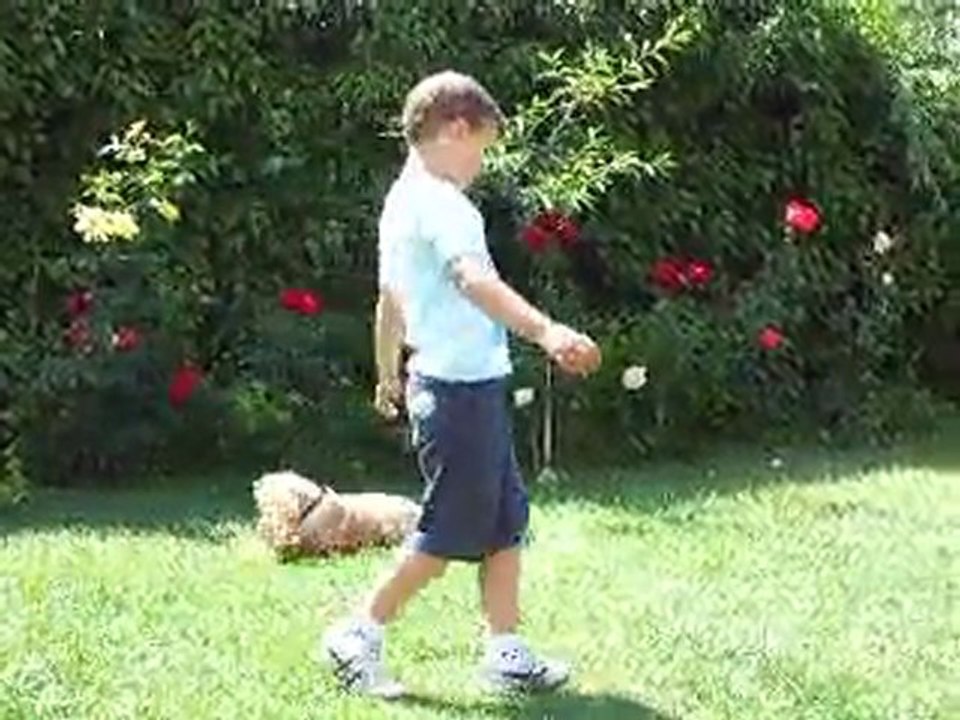 Vonlegal Köpek Eğitim Merkezi Berkay ve American cocker