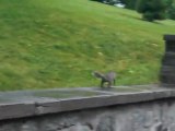 Mes amis les ecureuils de Mont Royal