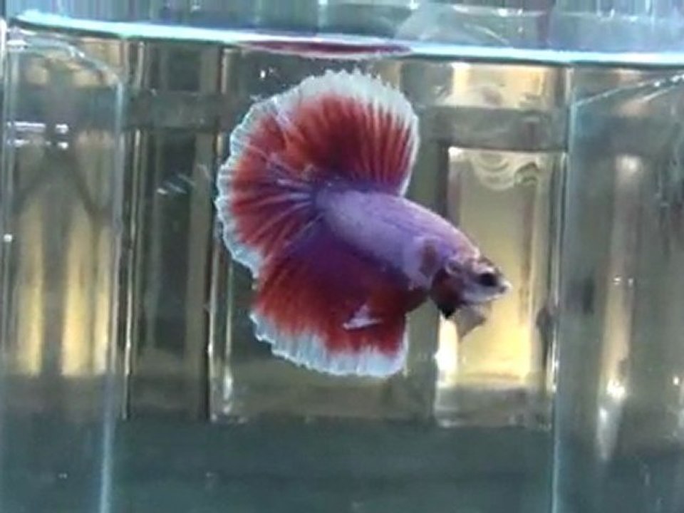 20110701194731