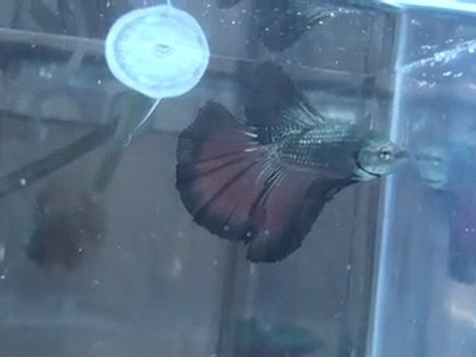 20110701194011