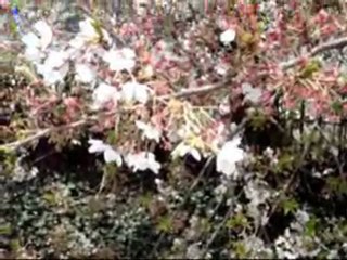 Mi película　BIS  3 julio 2011