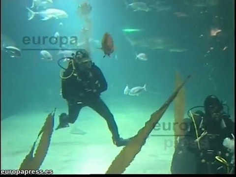 L'Oceanogràfic permite sumergirse con tiburones