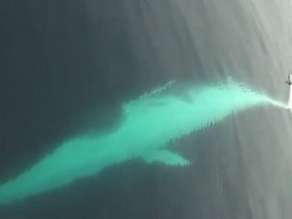 AMAZING twirling Finback Whale Dana CA