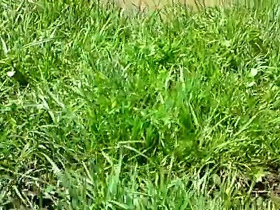V030711_12.16