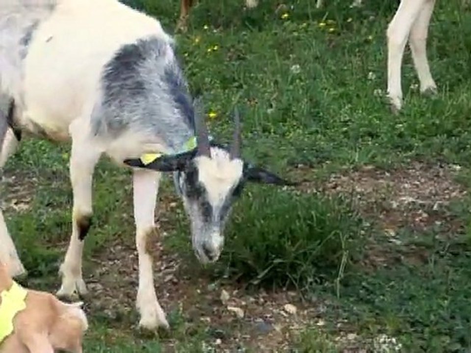 5 portraits de paysans bio dans les Alpes Maritimes
