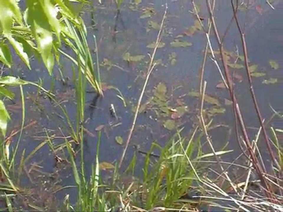 Grafkrans  7 juni 2011